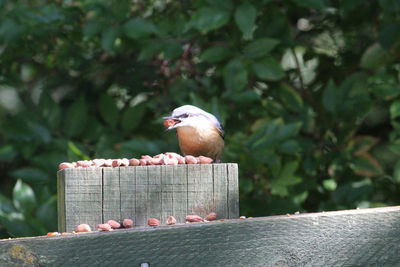 Bird perching on a fence