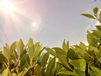 Low angle view of plants against sky on sunny day