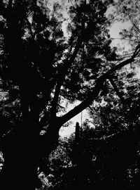 Low angle view of trees in forest against sky