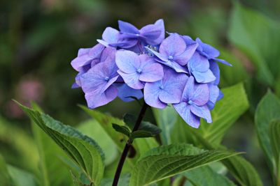 Close-up of purple flowering plant