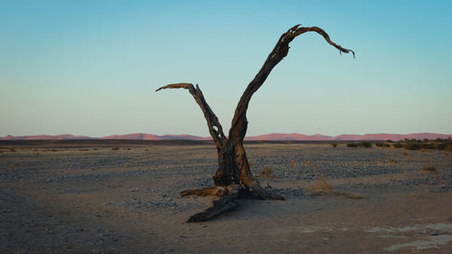 Abgestorbener baum in der wüste von namibia 