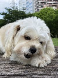 Close-up portrait of white dog