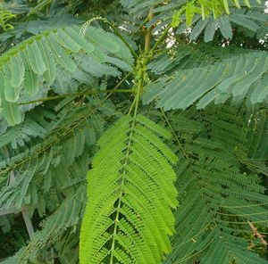 Close-up of wet leaves