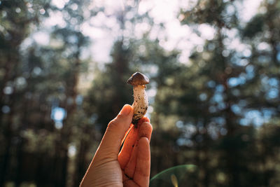 Close-up of hand holding plant in forest