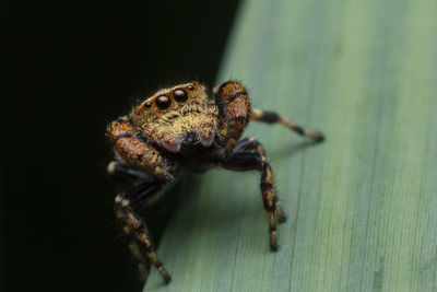 Close-up of spider