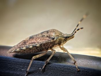 Close-up of insect