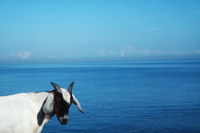 View of a goat in the sea