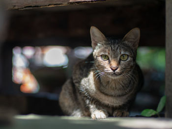 Close-up portrait of a cat