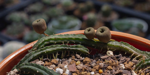 Close-up of succulent plant in pot