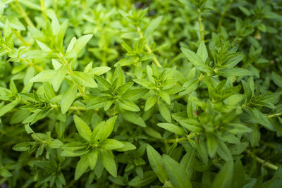 Full frame shot of fresh green plants