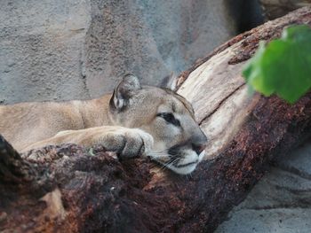 Dog resting in zoo