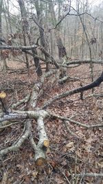 Bare trees in forest