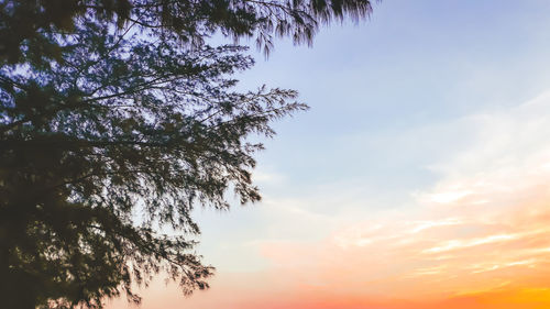 Low angle view of silhouette tree against sky at sunset