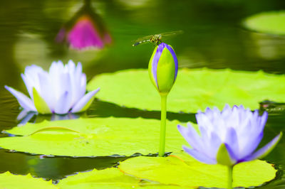 Close-up of water lily in lake