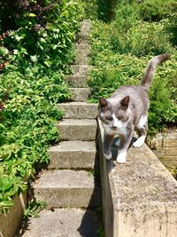 Cat on retaining wall against plants