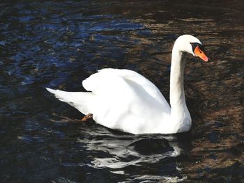 Swan swimming in lake