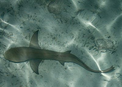 Close-up of fish swimming in sea