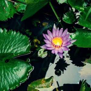 Close-up of lotus water lily in lake