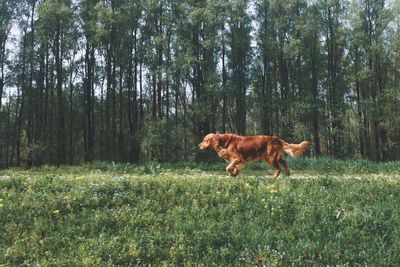 Dog on grassy field