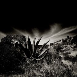 Plants against sky