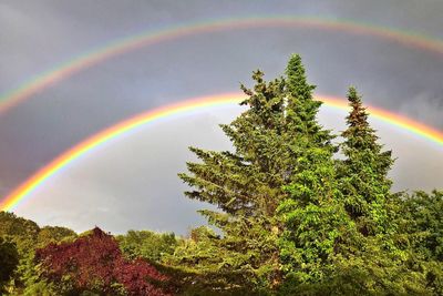 Low angle view of rainbow over trees against sky