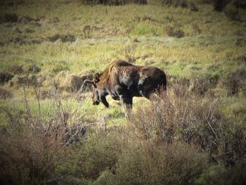 Side view of lion in the field