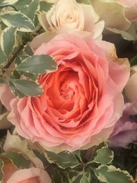 Close-up of pink roses