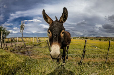 Close-up of a horse on field