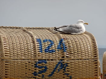 Seagull on hooded beach chair