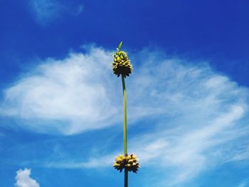 Low angle view of flowering plant against blue sky