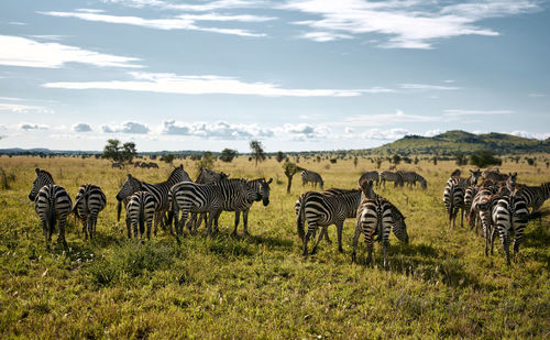 Herd of zebras on a sunny day in the serengeti