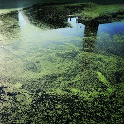 Reflection of trees in water