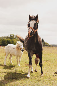 Horses in a field. horse using a prostetic leg. 