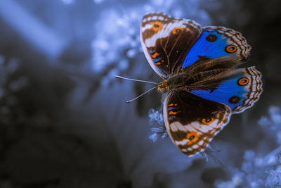 Close-up of butterfly pollinating flower