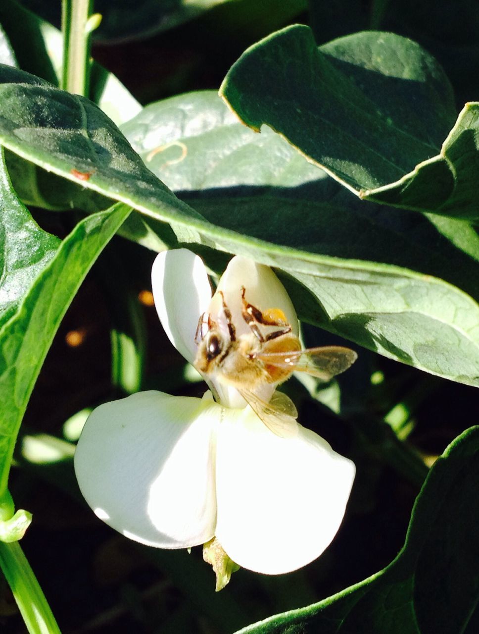 flower, petal, freshness, growth, fragility, flower head, leaf, white color, beauty in nature, close-up, plant, nature, blooming, focus on foreground, in bloom, stamen, bud, single flower, blossom, park - man made space