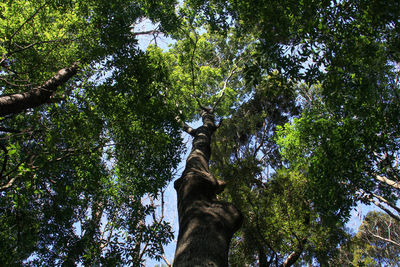 Low angle view of cat on tree