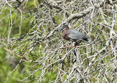 Close-up of bird perching on branch