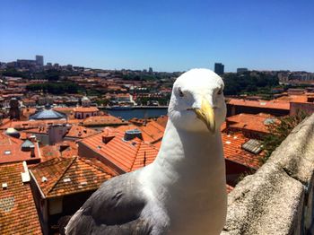 Close-up of bird perching on roof