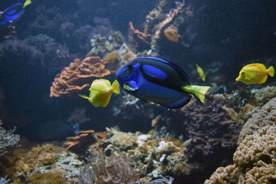 Fish swimming in sea