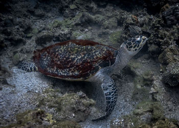 High angle view of fish swimming in sea