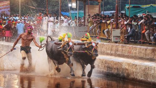 Bull's race- kambala.