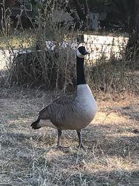 Bird in a field