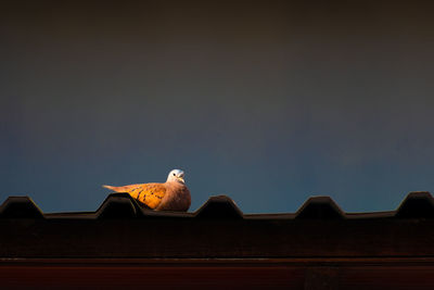 Low angle view of eagle perching on roof against clear sky