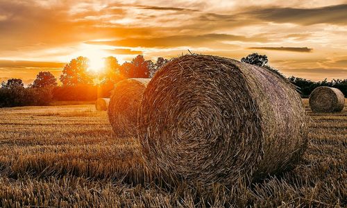 Scenic view of field against sky during sunset