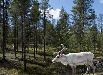 Deer in a forest