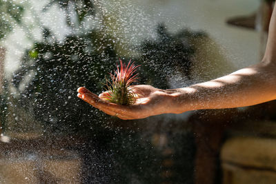 Close-up of hand holding small plant