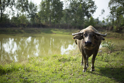 Portrait of a horse standing on grass