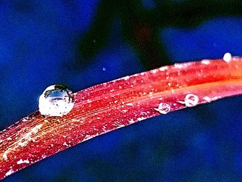 High angle view of wet red leaf