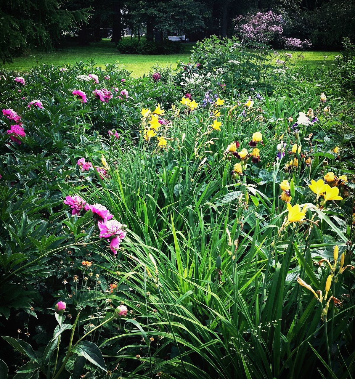 flower, freshness, growth, beauty in nature, fragility, nature, field, petal, blooming, grass, plant, in bloom, green color, blossom, tranquility, high angle view, springtime, park - man made space, flower head, wildflower