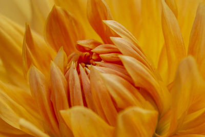 Close-up of yellow flowering plant